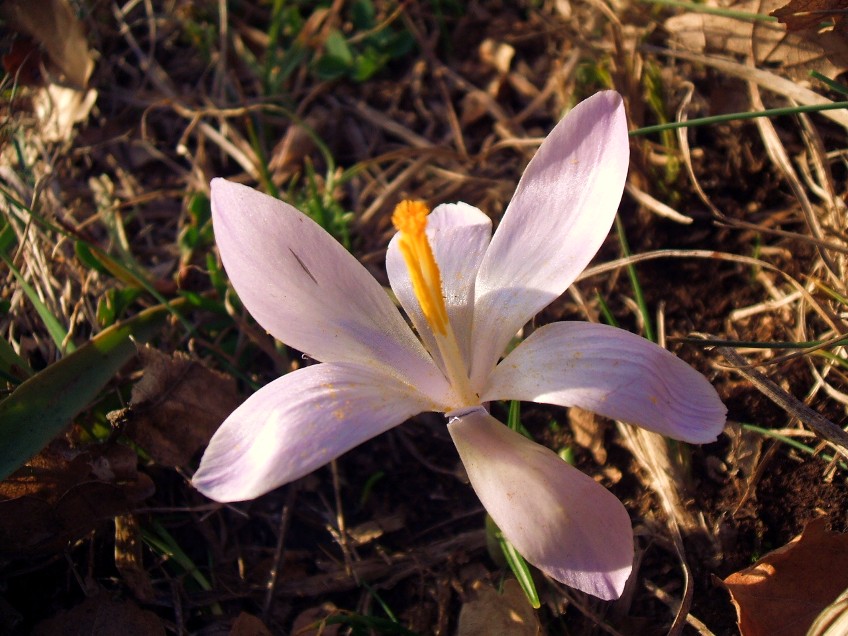 Crocus da determinare